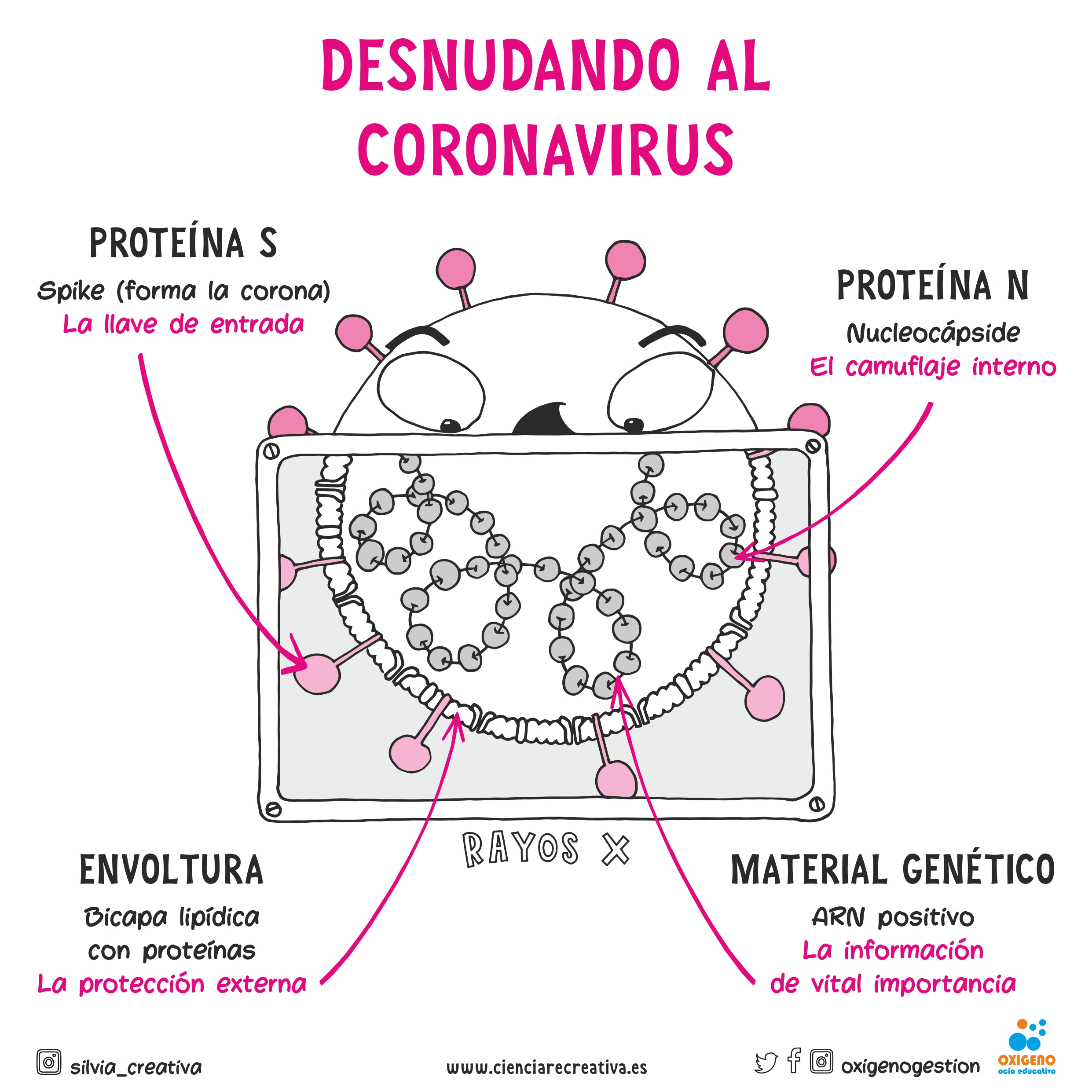 mundo microscopico 04 ciencia recreativa coronavirus